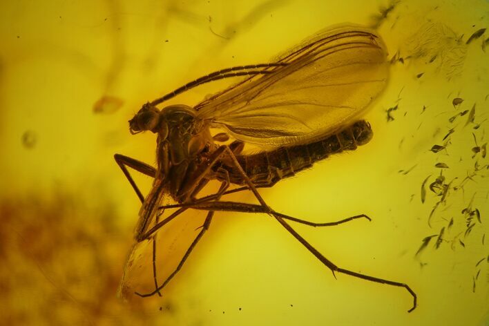 Detailed Fossil Fungus Gnat (Mycetophilidae) In Baltic Amber #197672